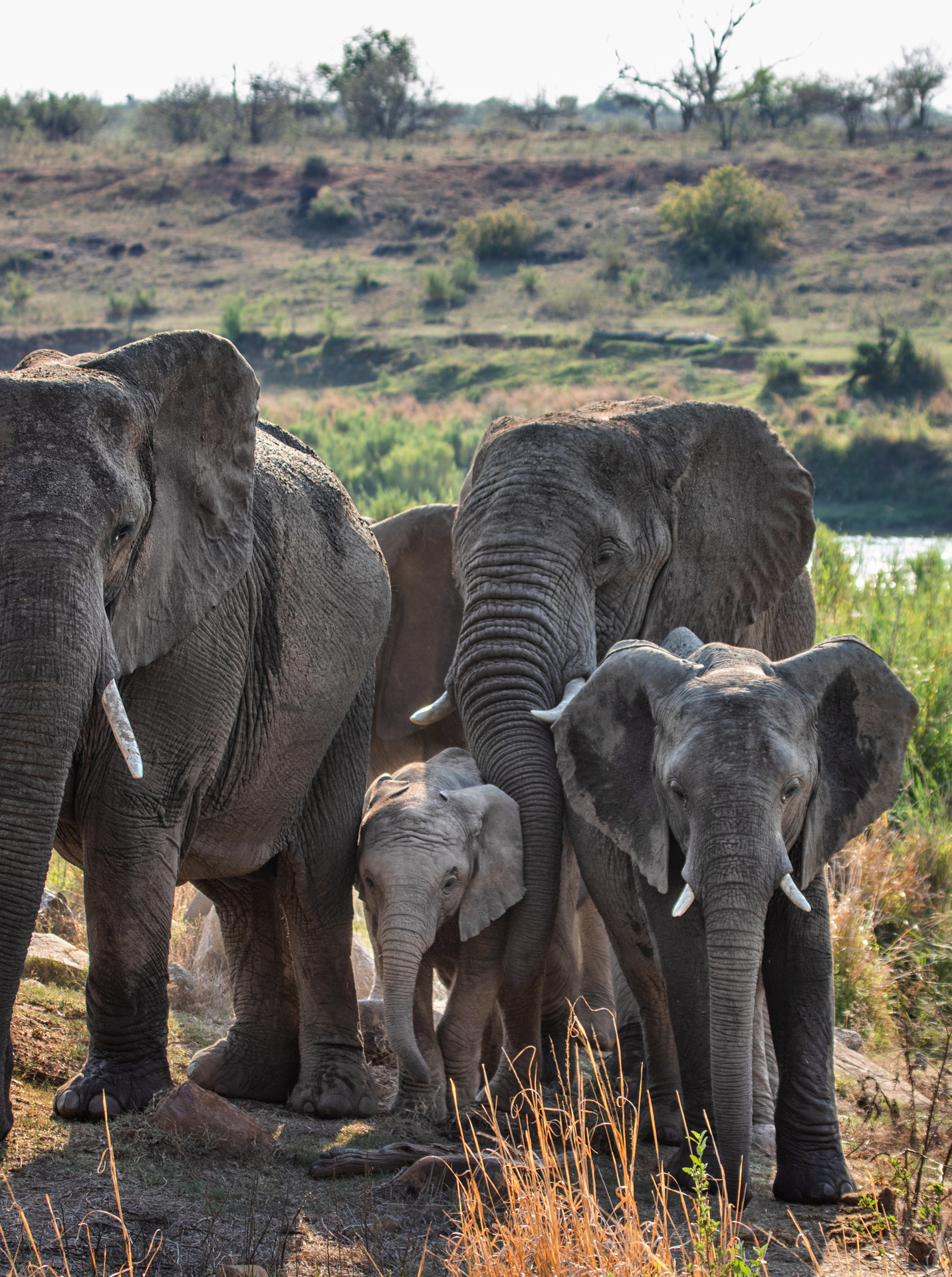 Elephant Walk Tented Camp 8
