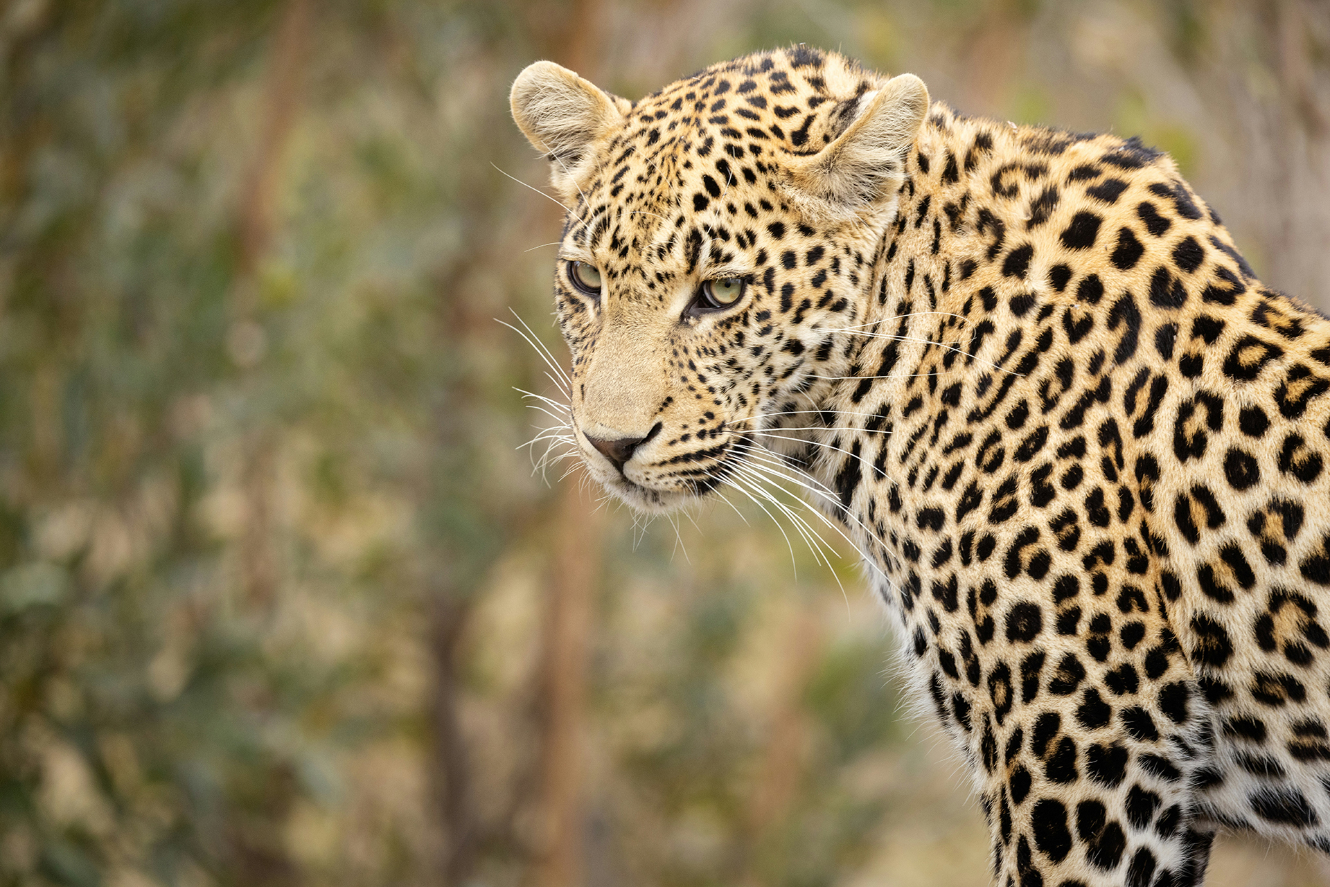 Elephant Walk Tented Camp