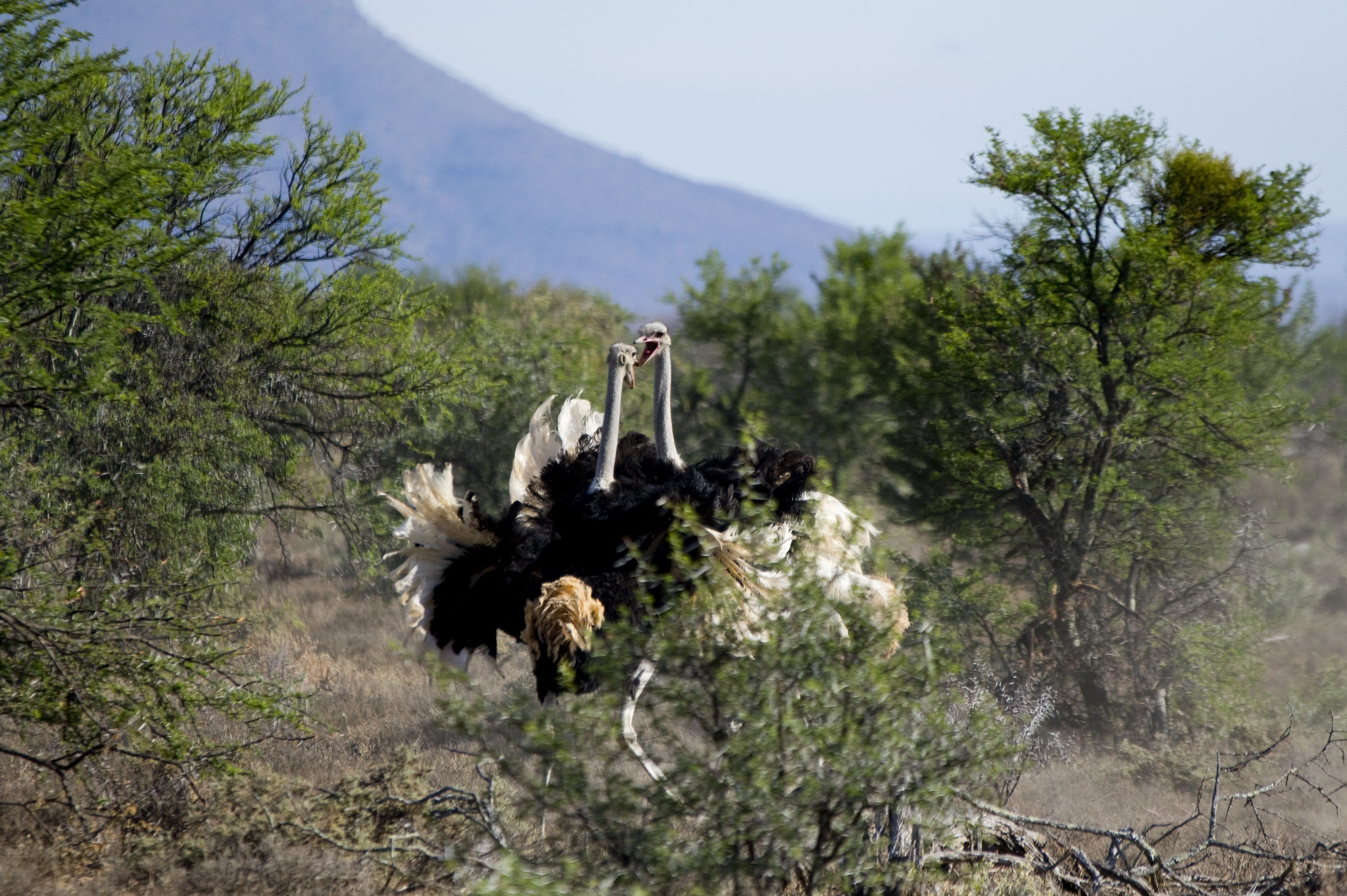Mountain Zebra National Park 3