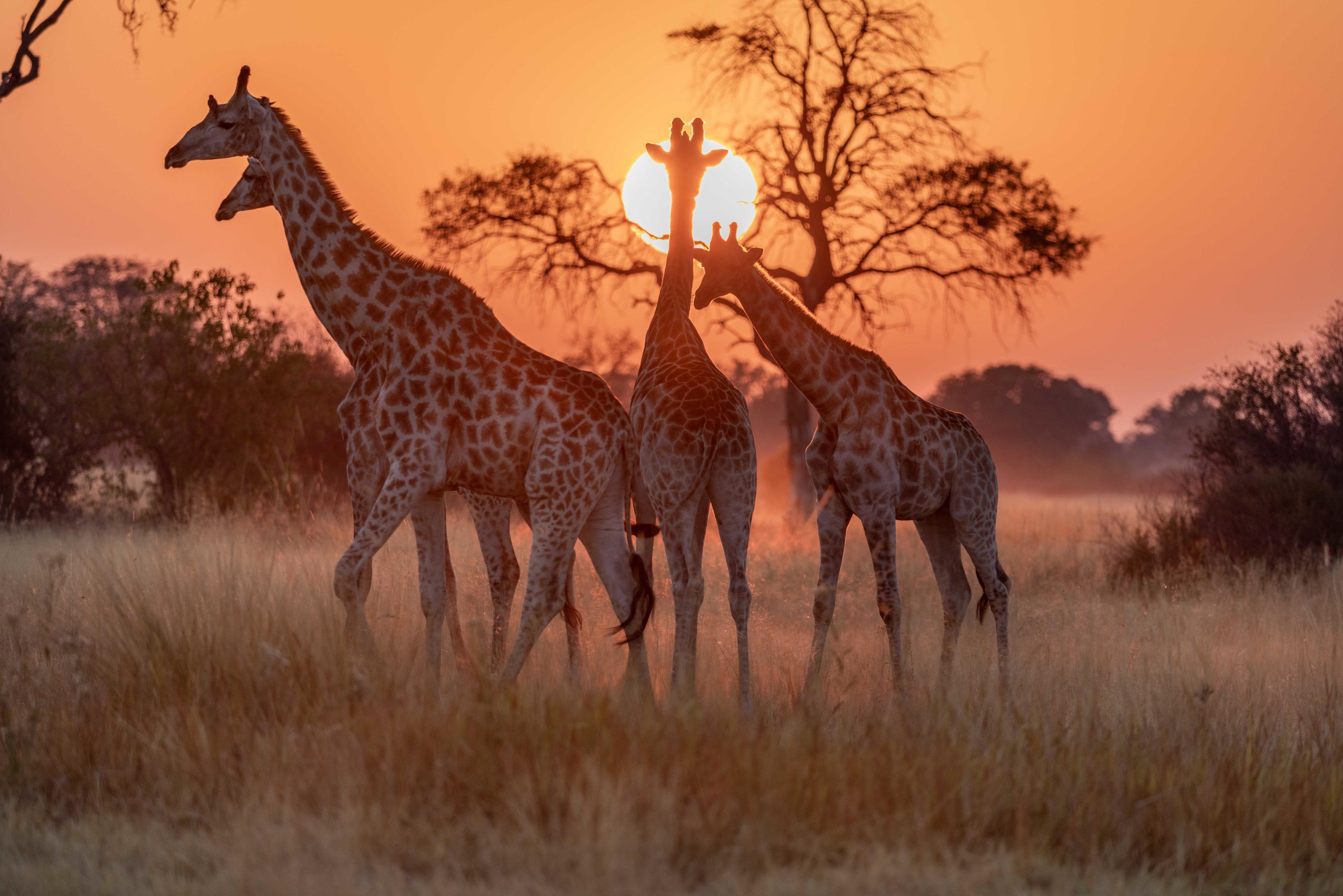 North Island Okavango