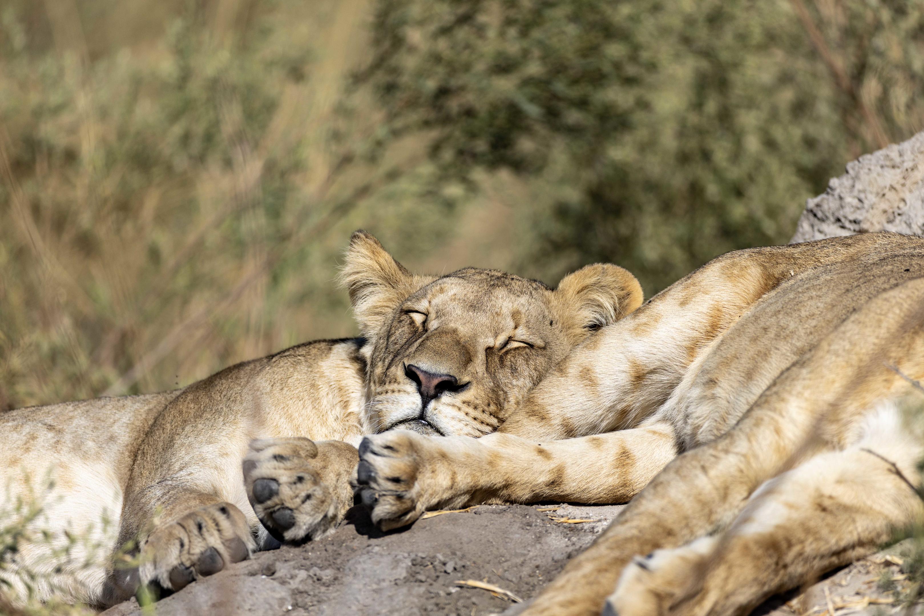 North Island Okavango