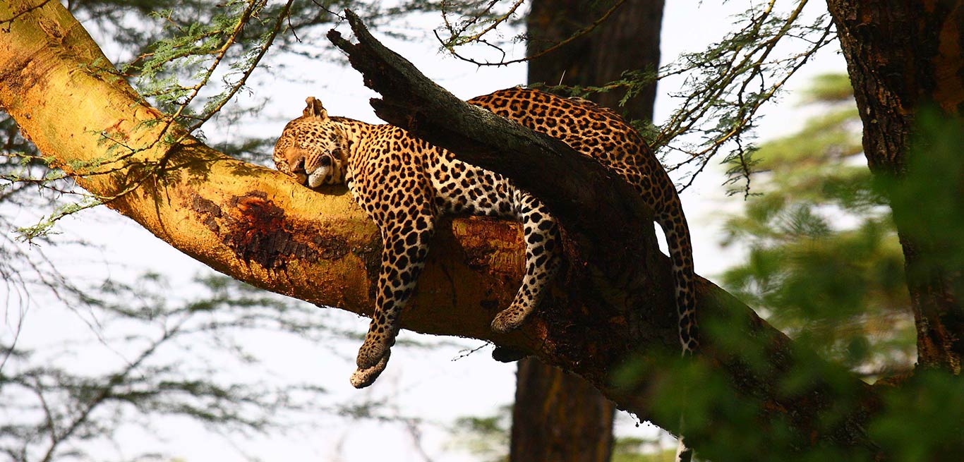 Sarova Lion Hill Lodge