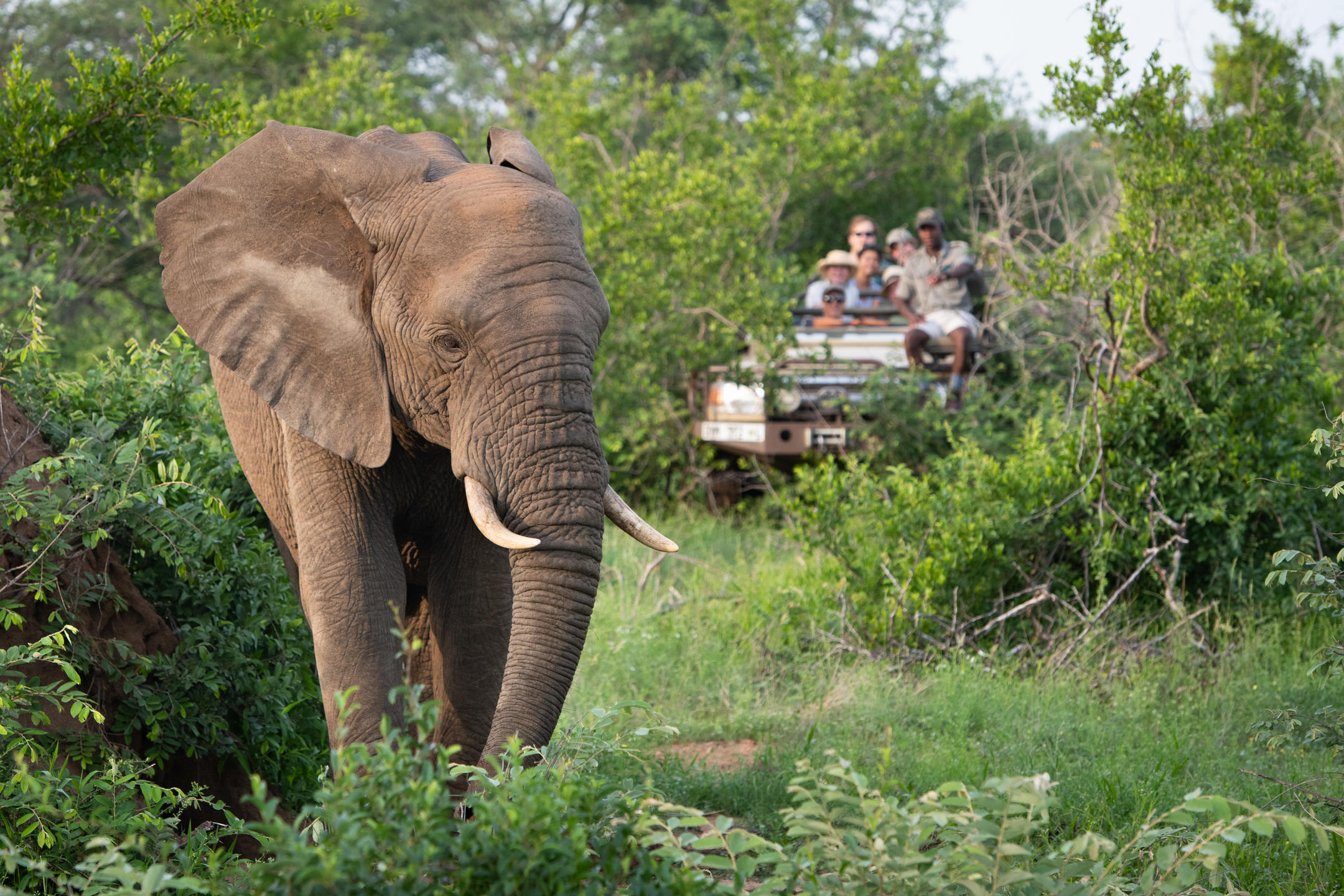 Sausage Tree Safari Camp 7