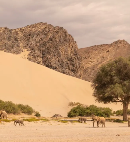 Hoanib Elephant Camp 8