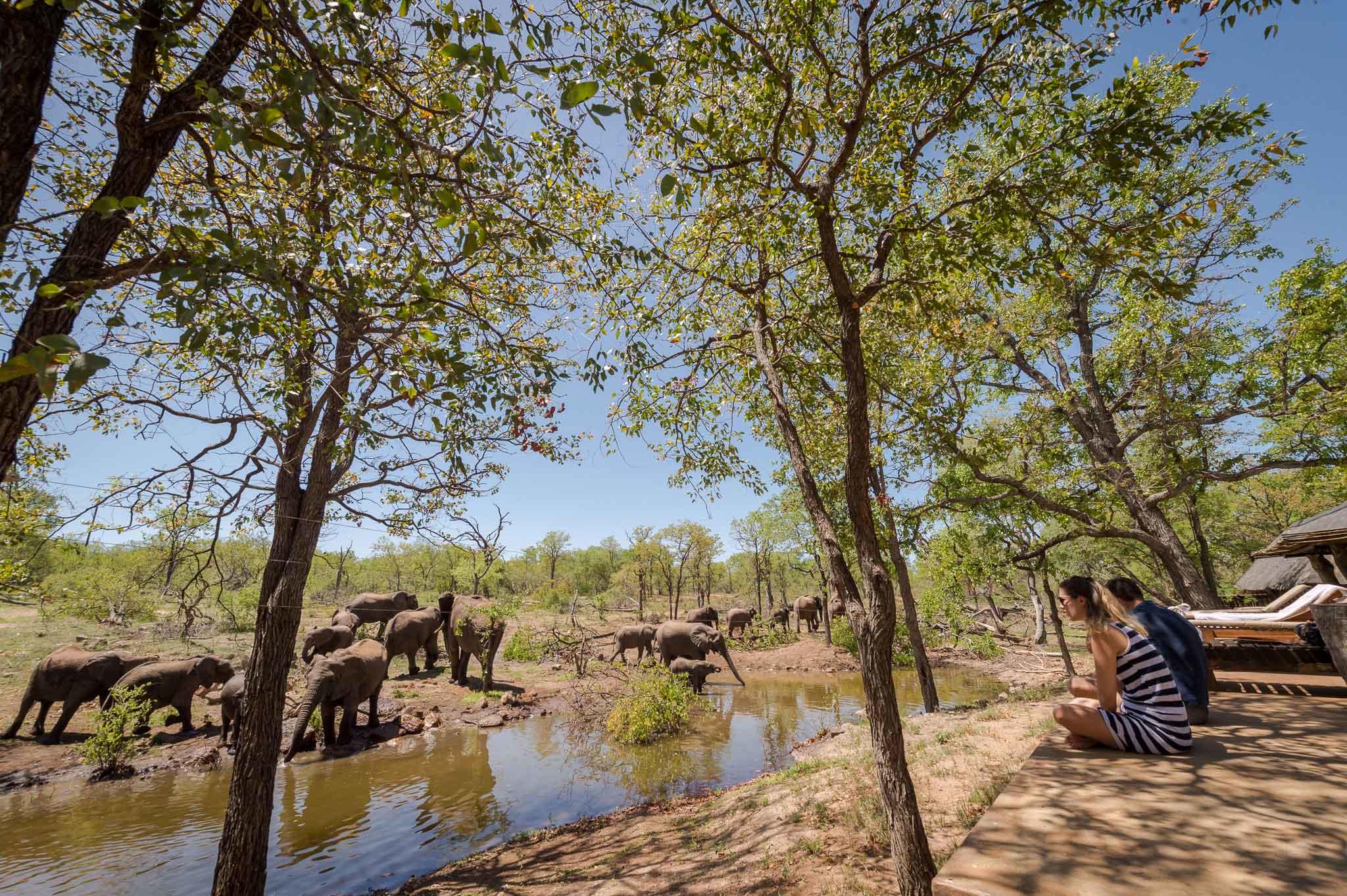 Chacma Bush Camp 4