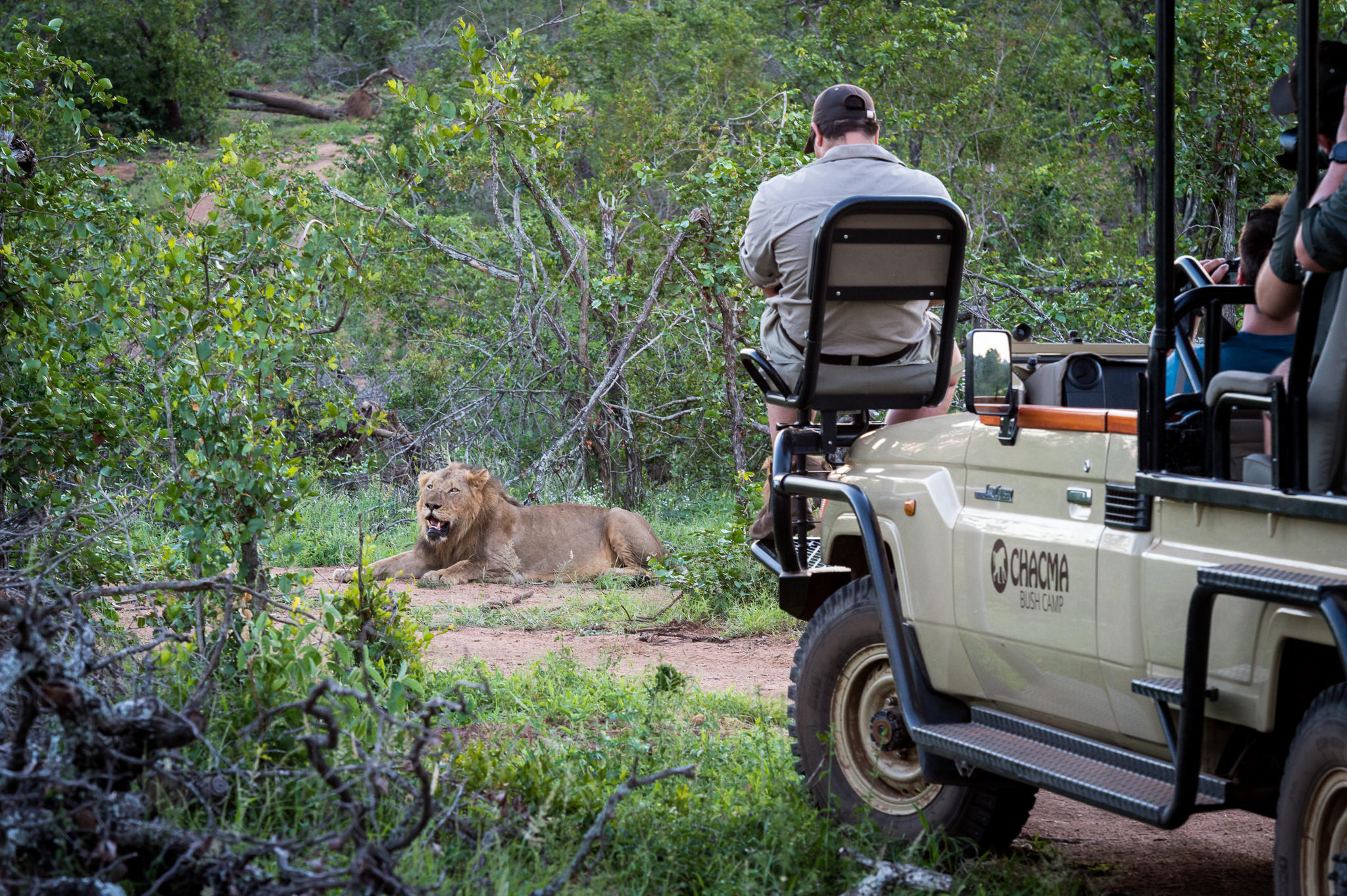 Chacma Bush Camp 3