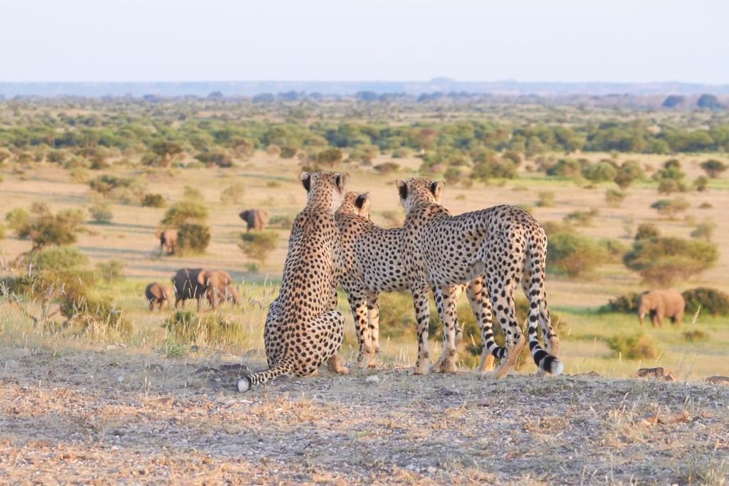 Tuli Safari Lodge Mashatu