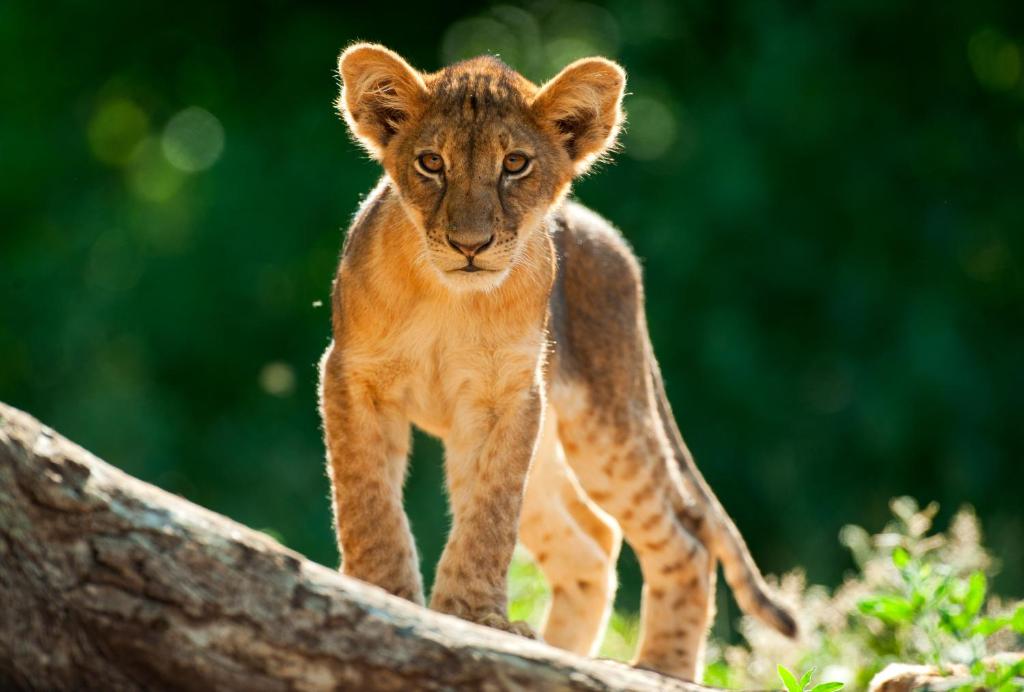 Tuli Safari Lodge Mashatu