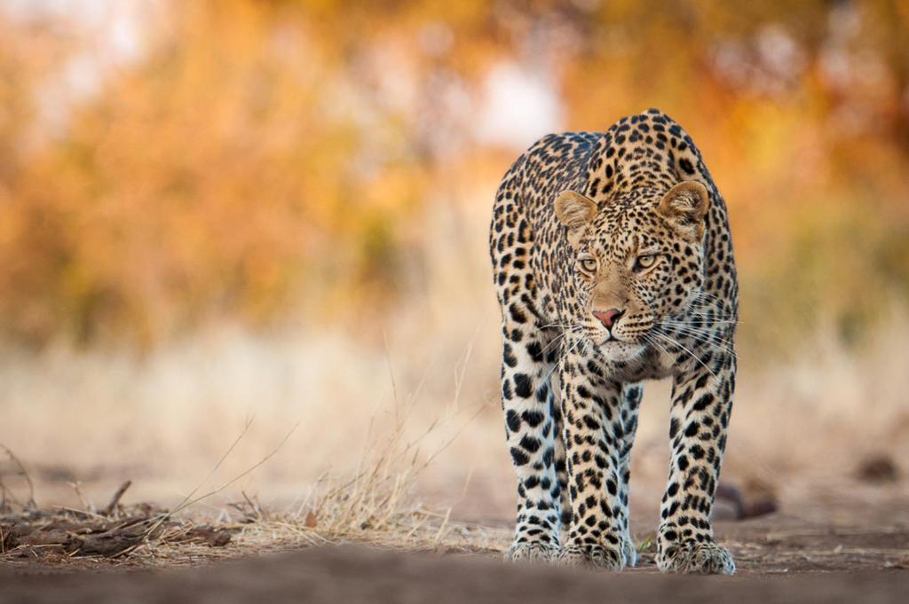 Tuli Safari Lodge Mashatu