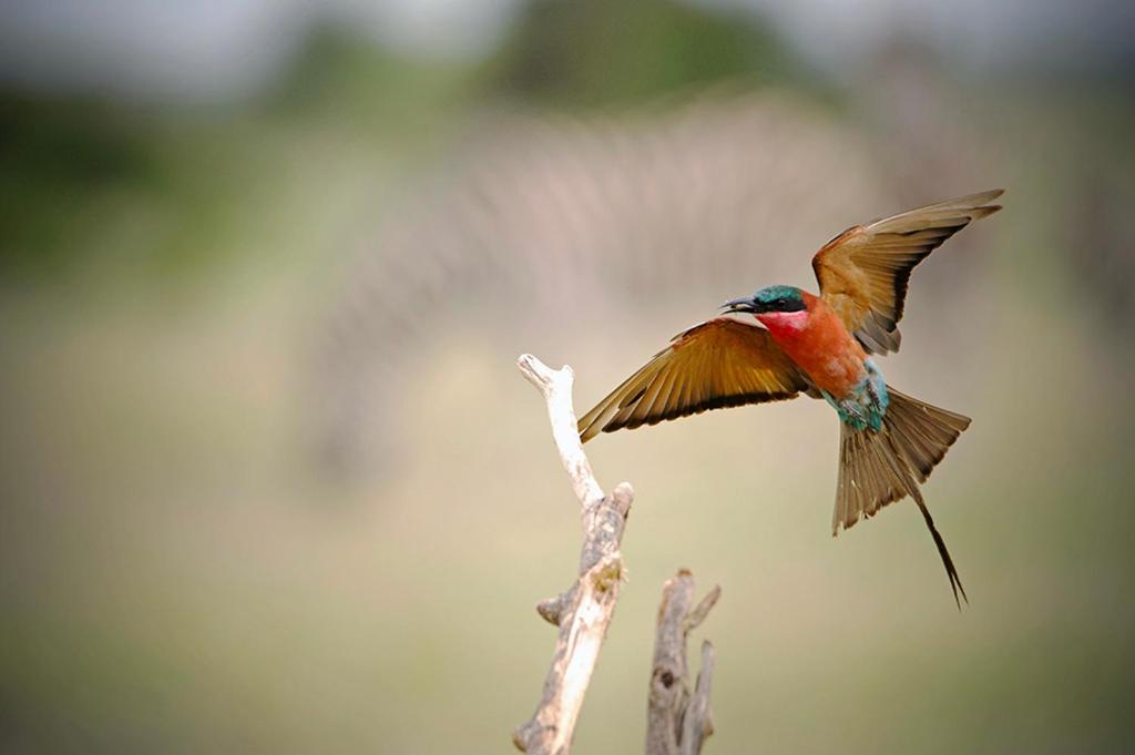 Tuli Safari Lodge Mashatu