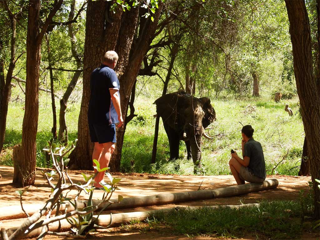 nDzuti Bush Camp 6