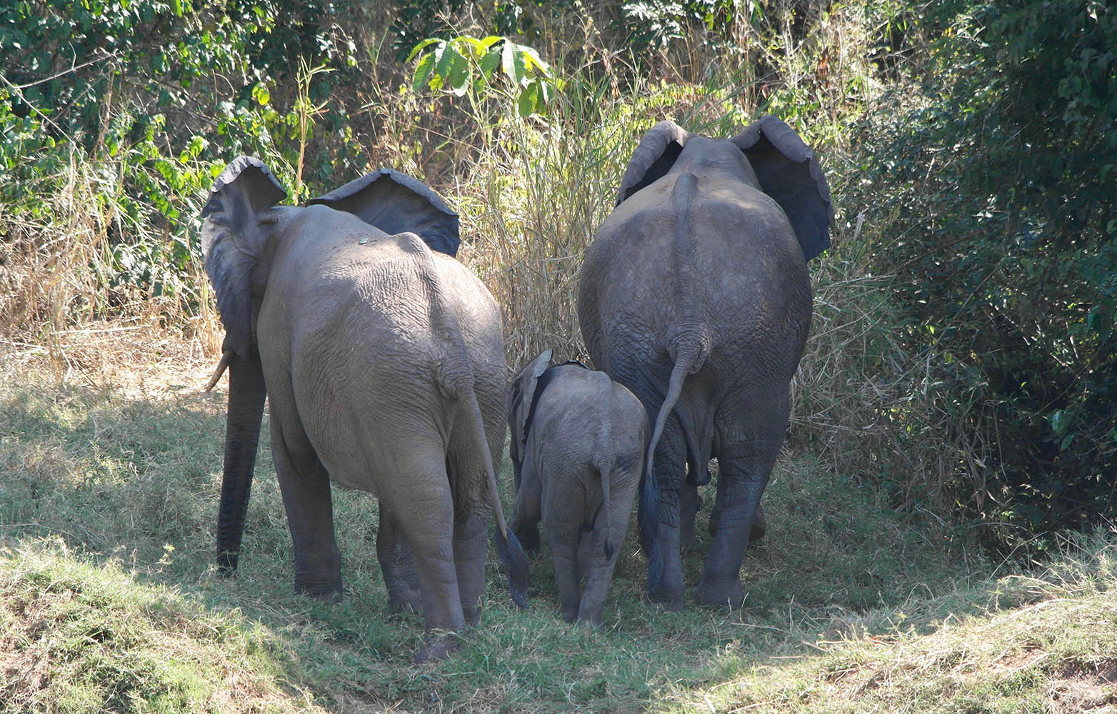 Rafiki Safari Camp