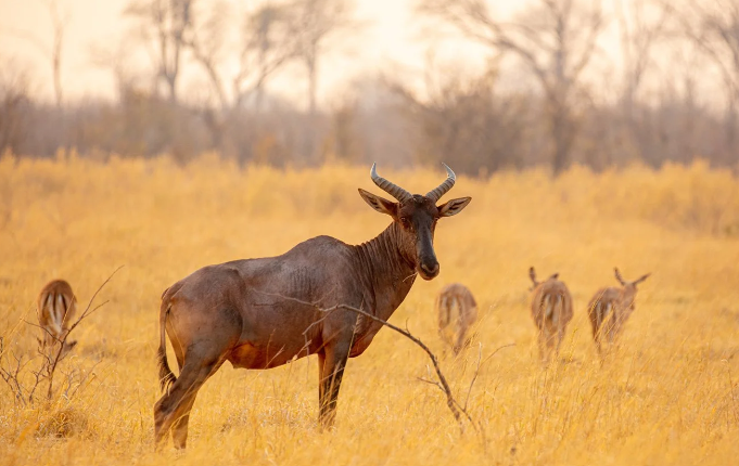 Great Guide Safaris Robins Fly Camp 9