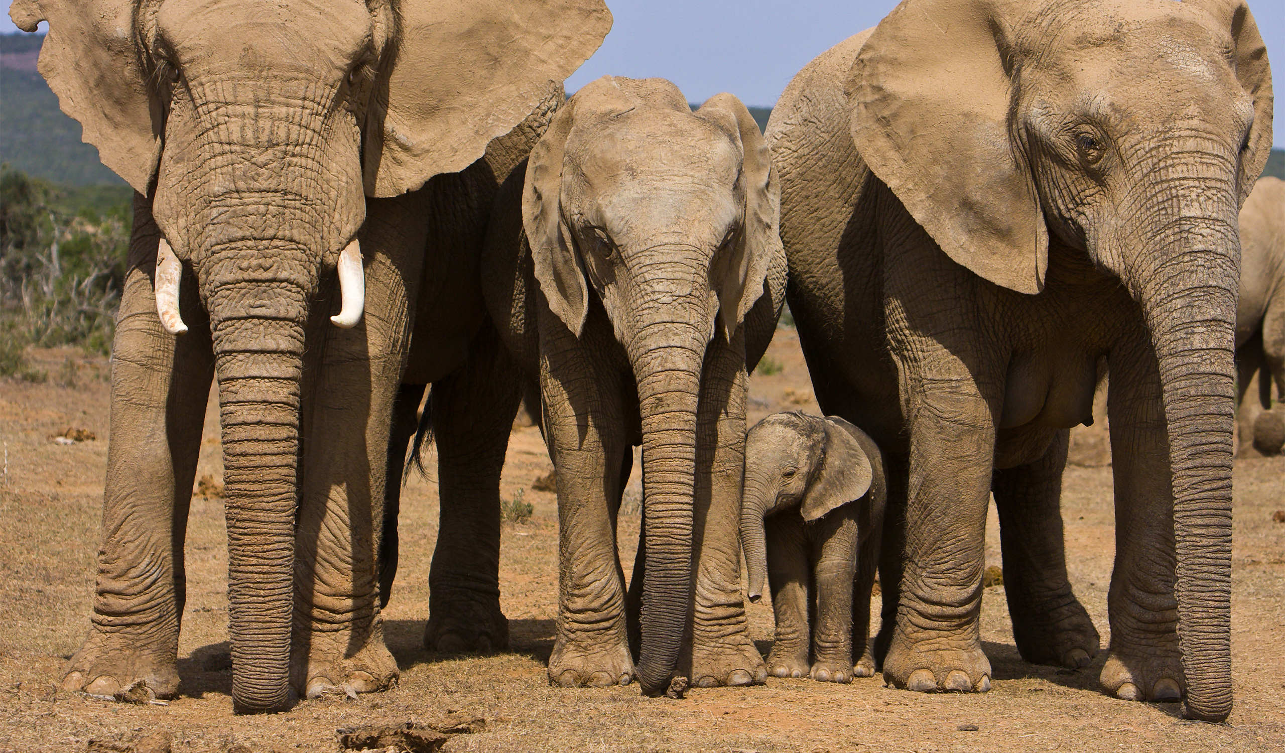 Addo Elephant Matyholweni Rest Camp 2