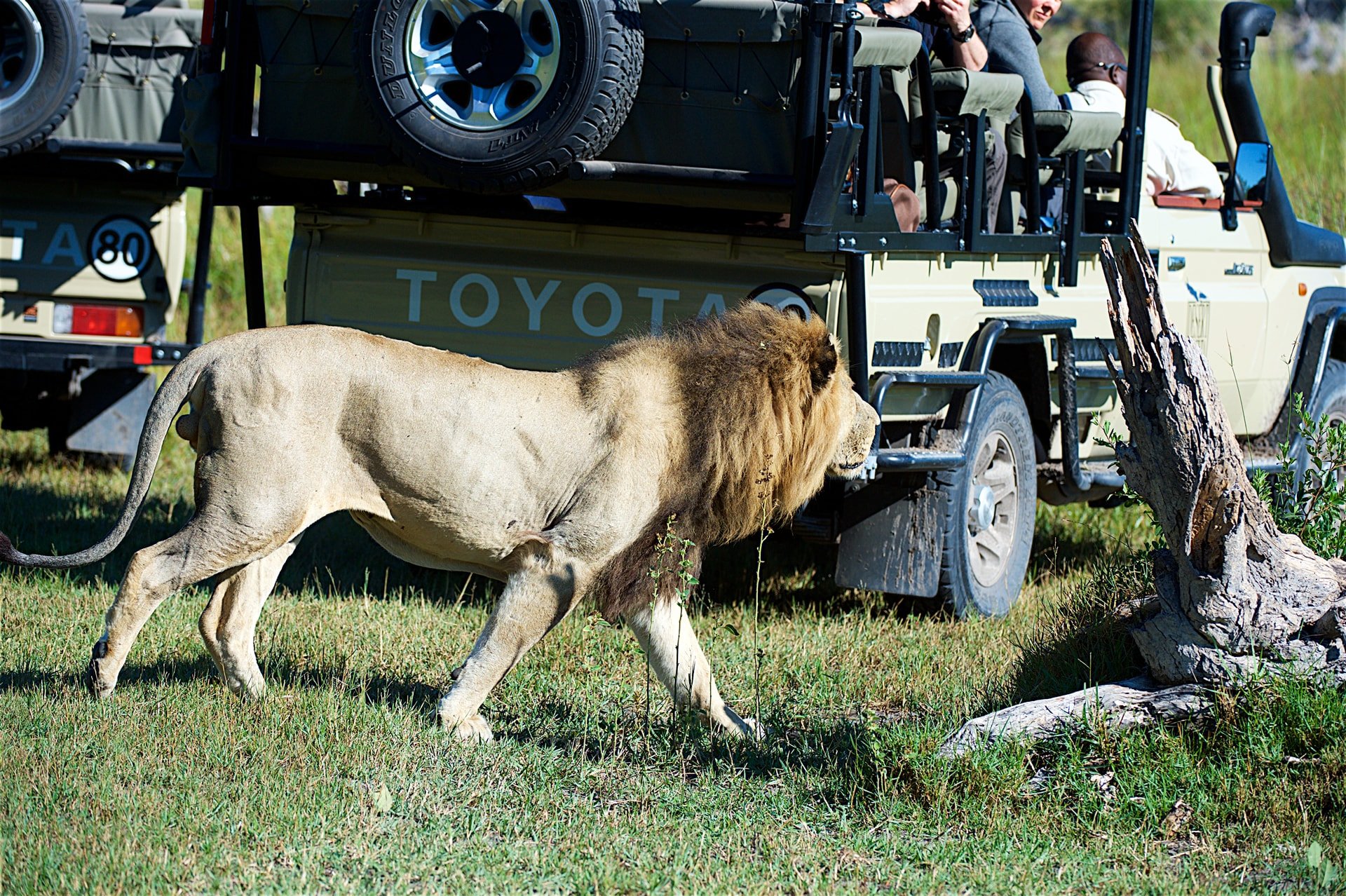 Gomoti River Lodge