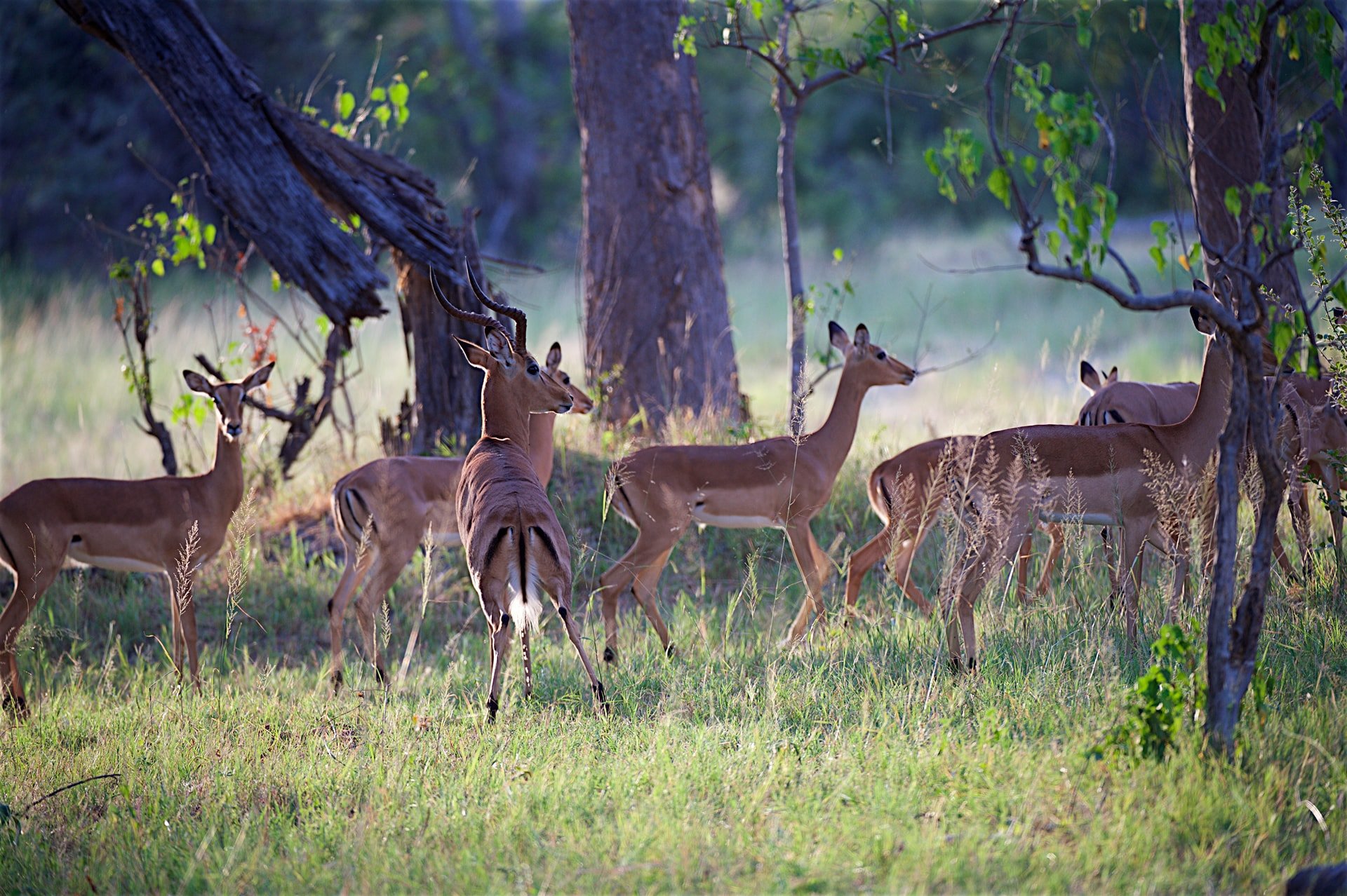 Gomoti River Lodge
