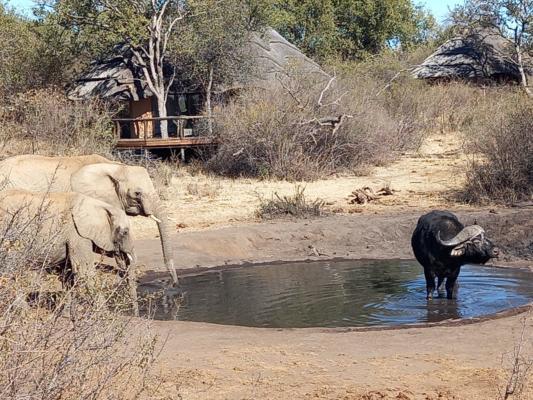 Motswiri Private Safari Lodge 4
