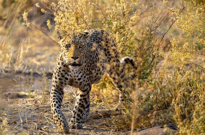 Okavango Expeditions Mobile Safari Camp Central Kalahari Game Reserve