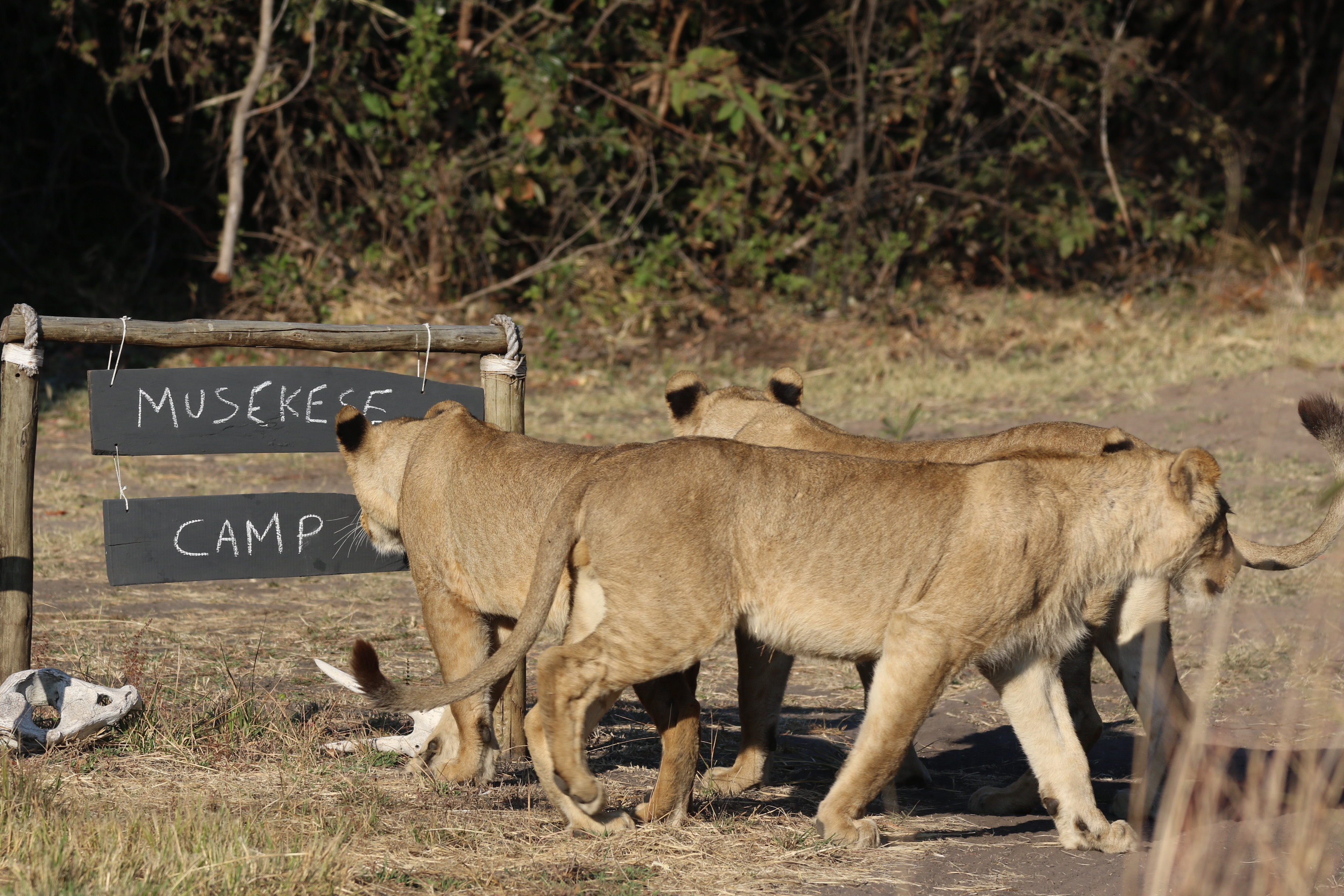 Musekese Camp