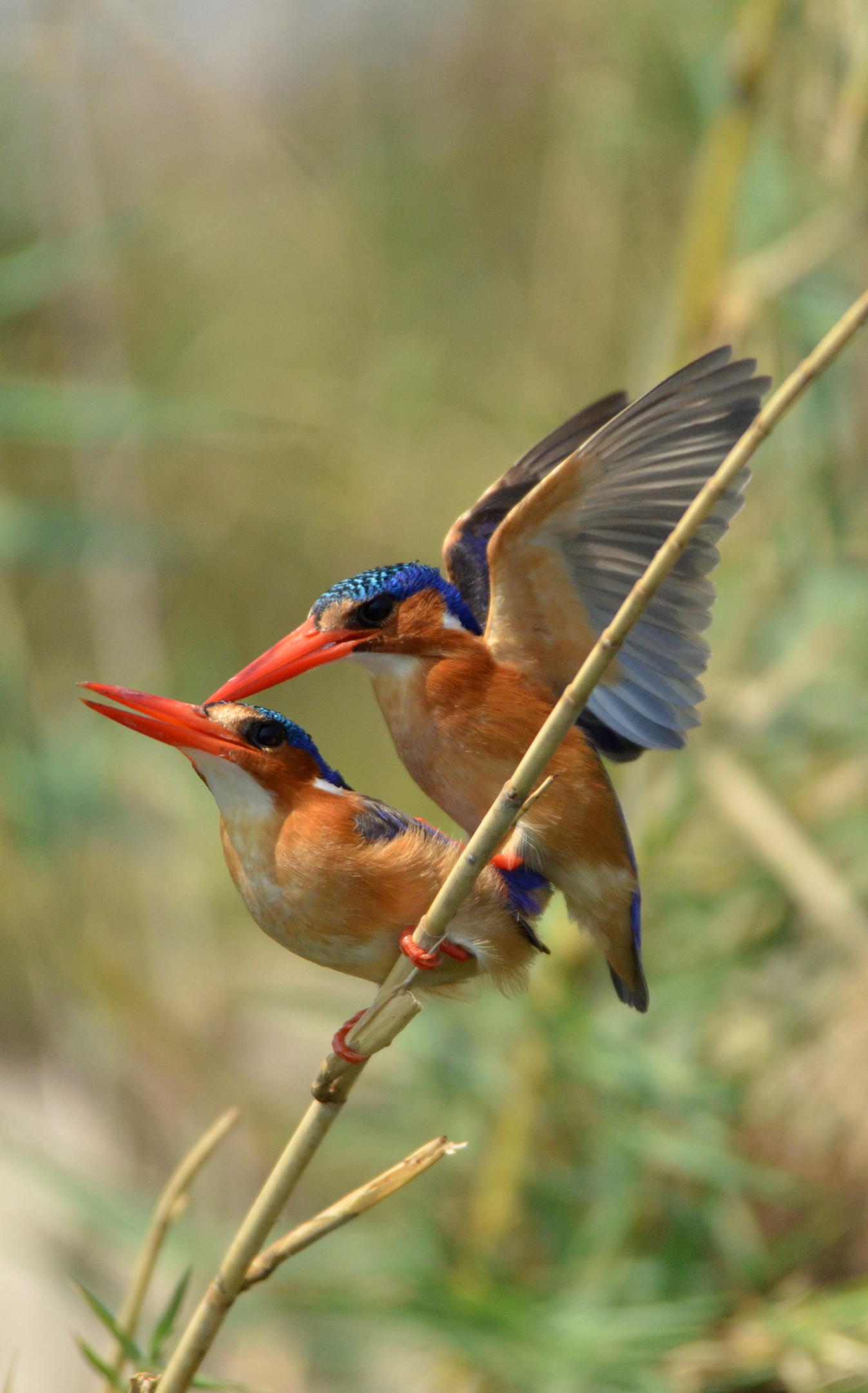 Ichingo Chobe River Lodge by Mantis
