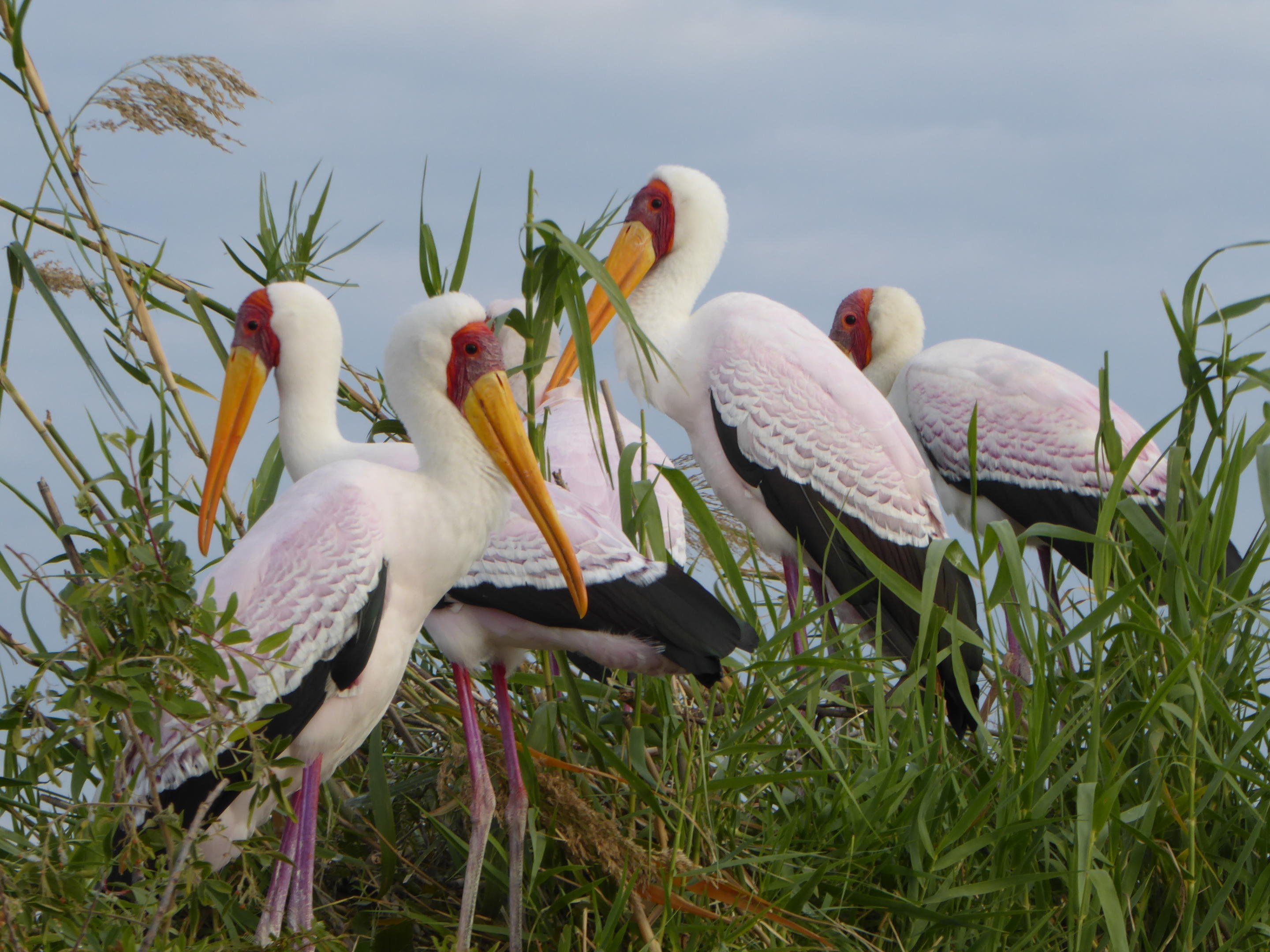Ichingo Chobe River Lodge by Mantis