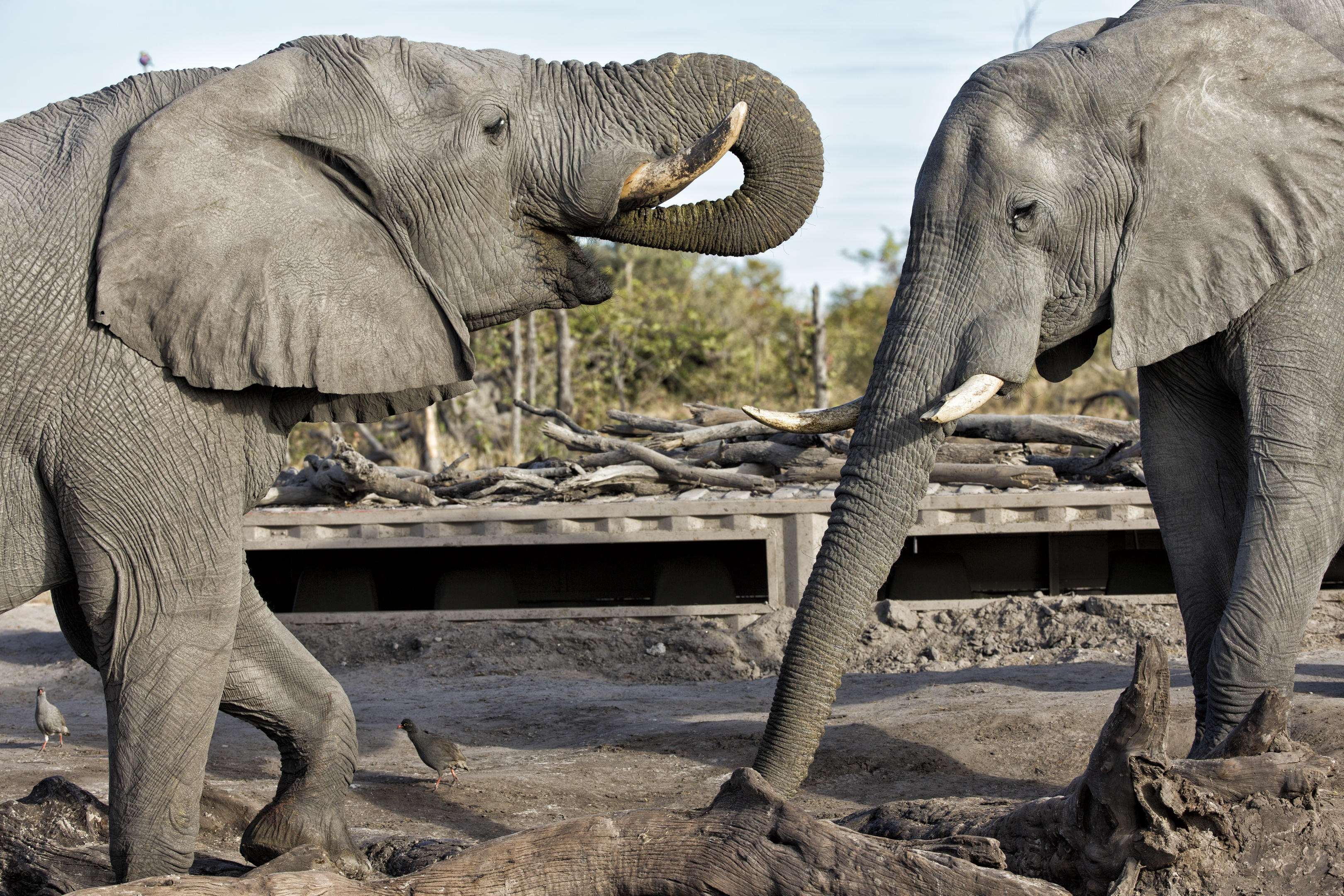 Elephant Pan