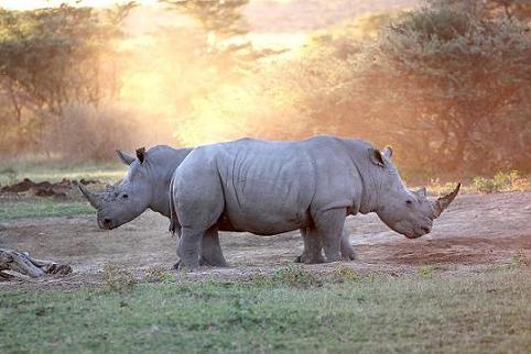 Khama Rhino Sanctuary Chalets