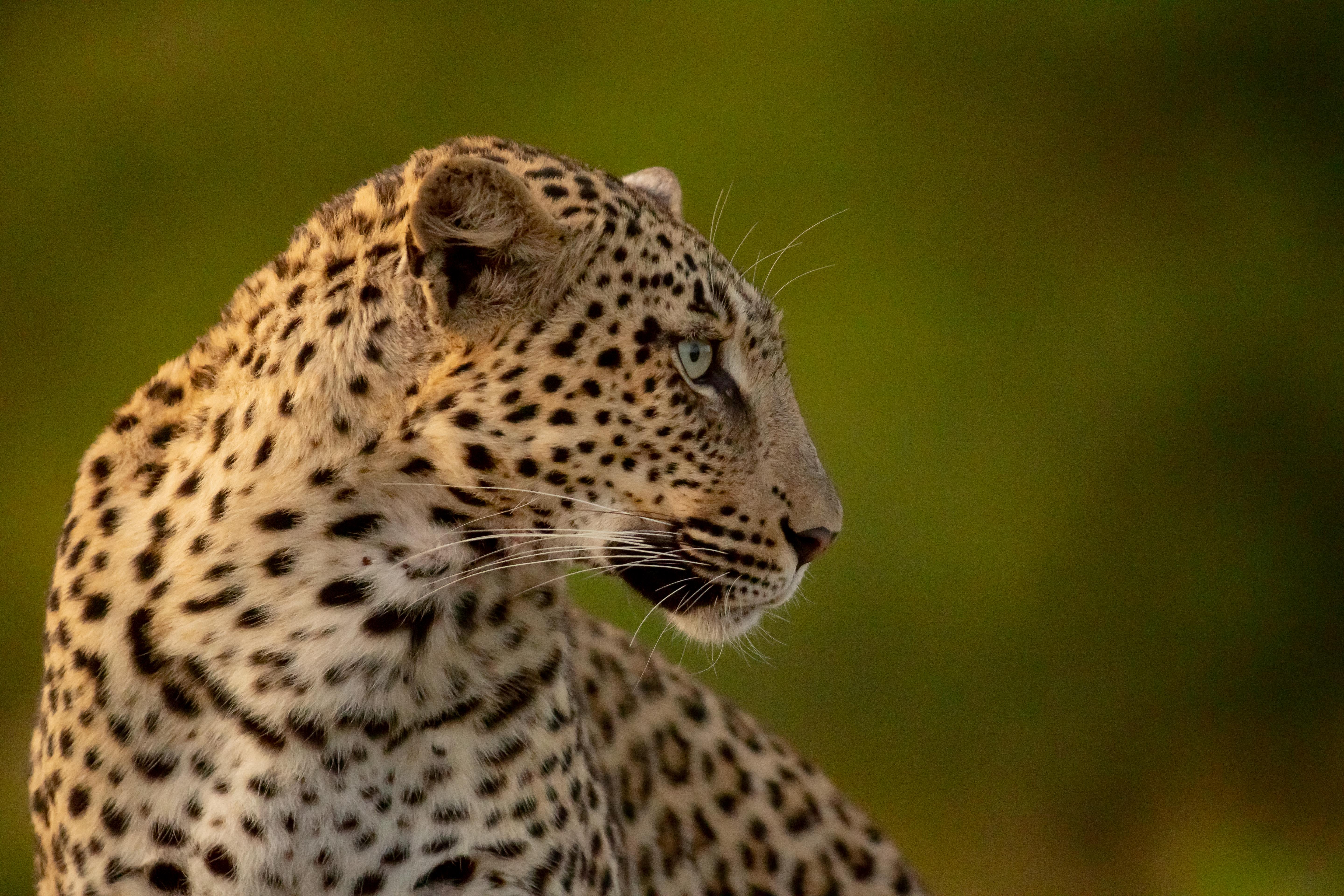 Bateleur Safari Camp 5