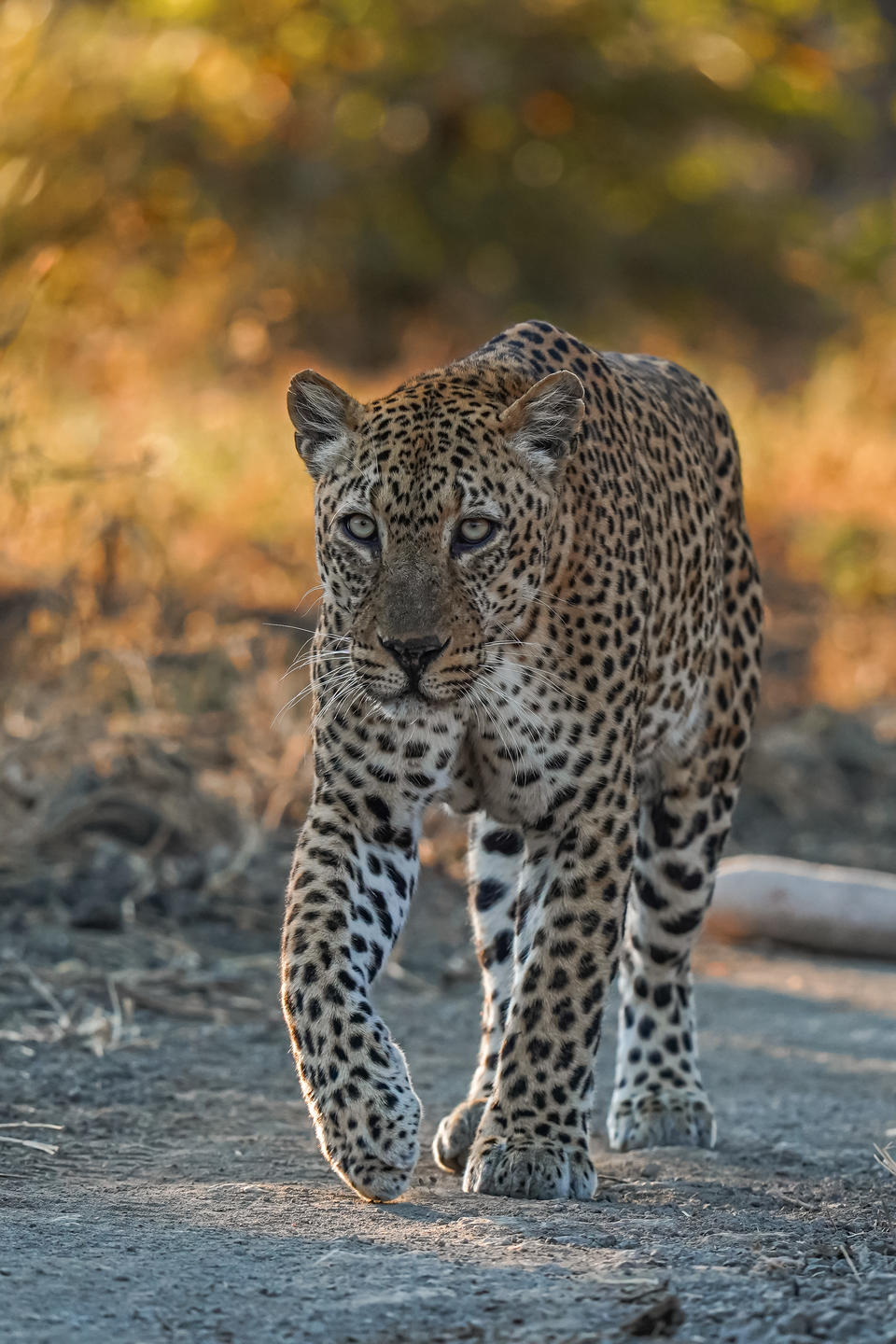 Chikunto Safari Lodge