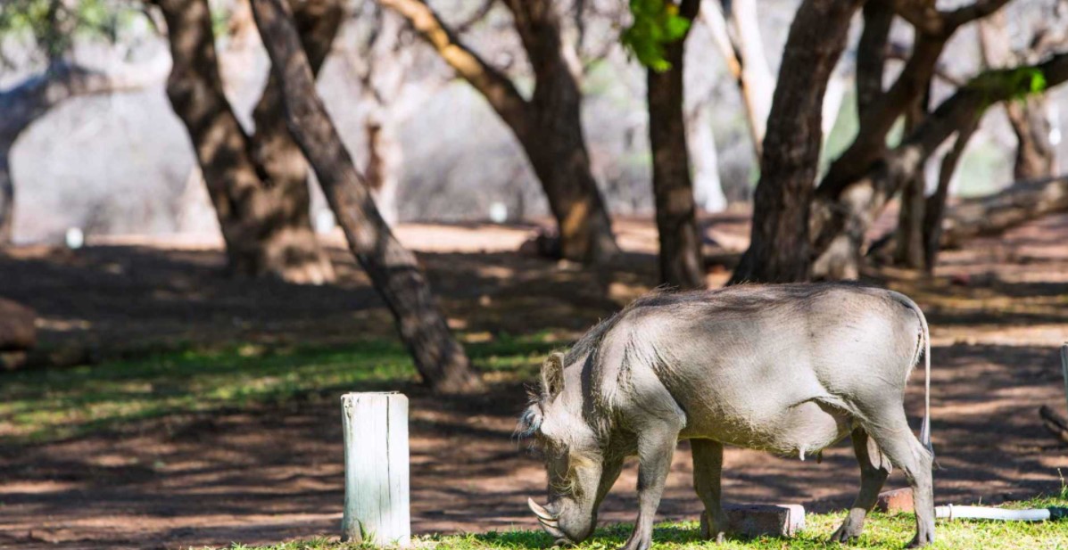Waterberg Valley Lodge 6