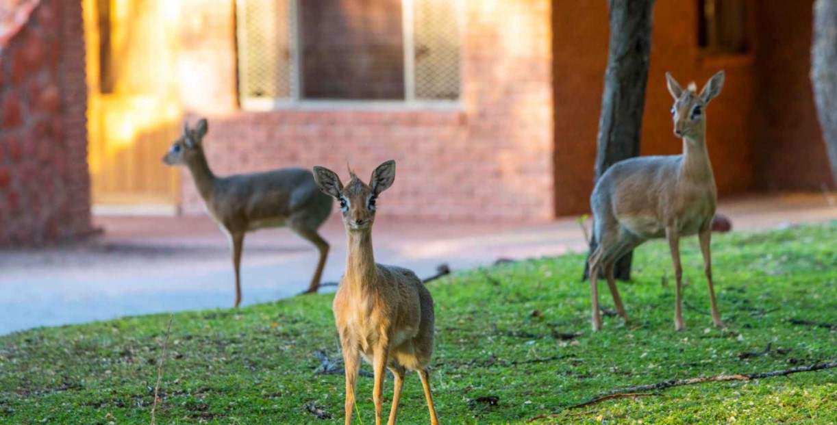 Waterberg Valley Lodge 2