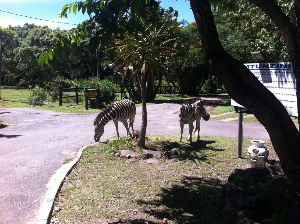 Gooderson Mtunzini Forest Lodge 2