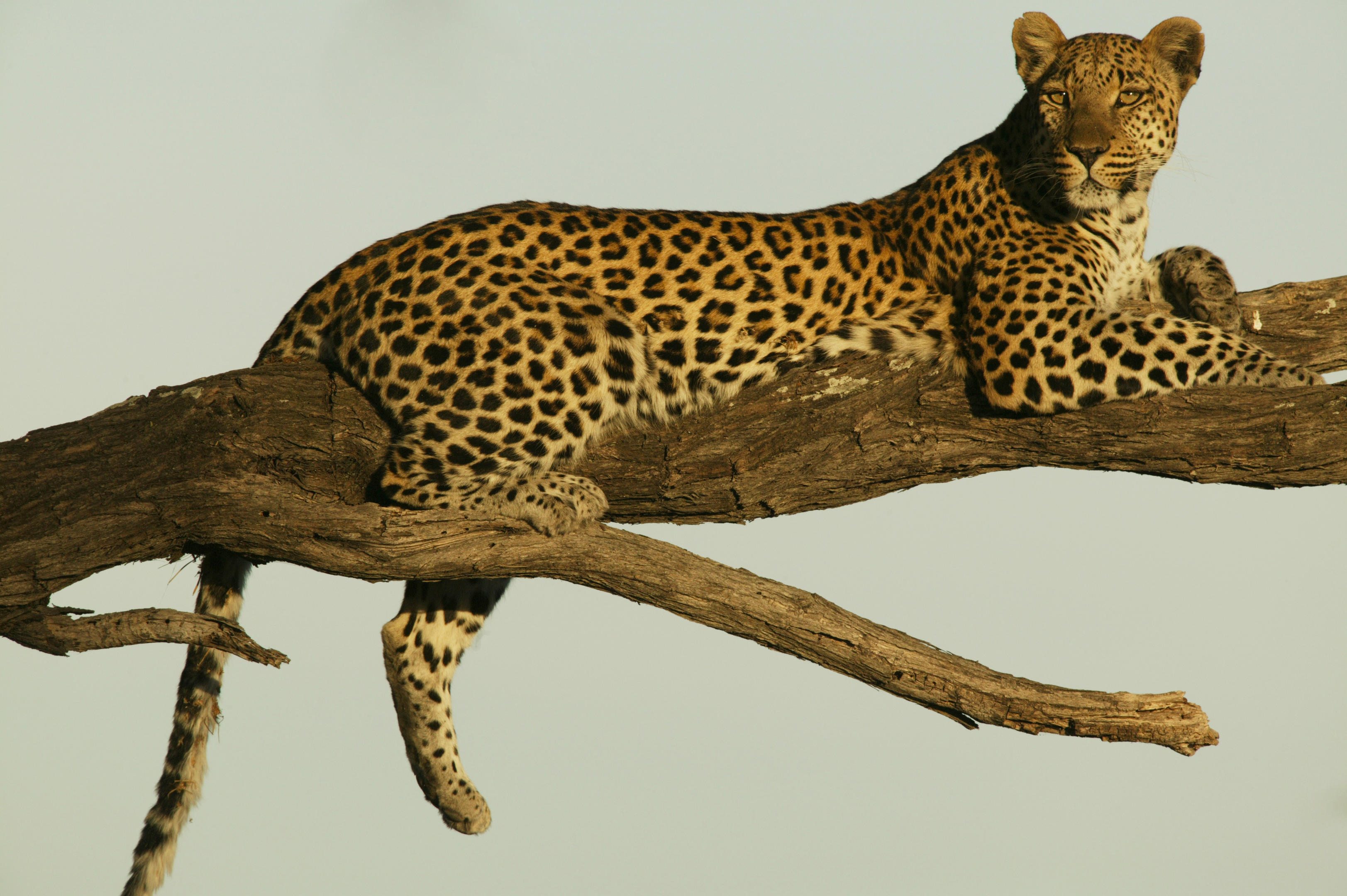 Selinda Camp