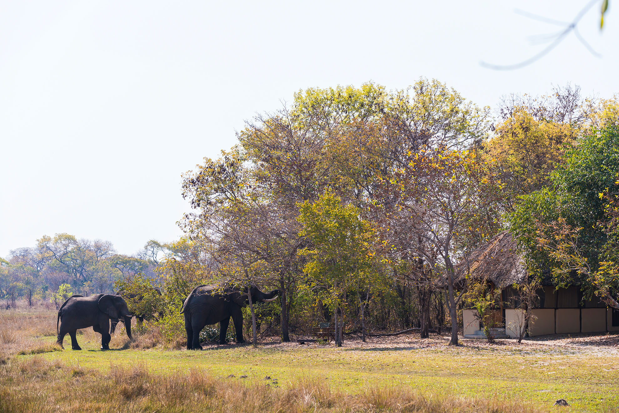 Nanzhila - Plains Camp
