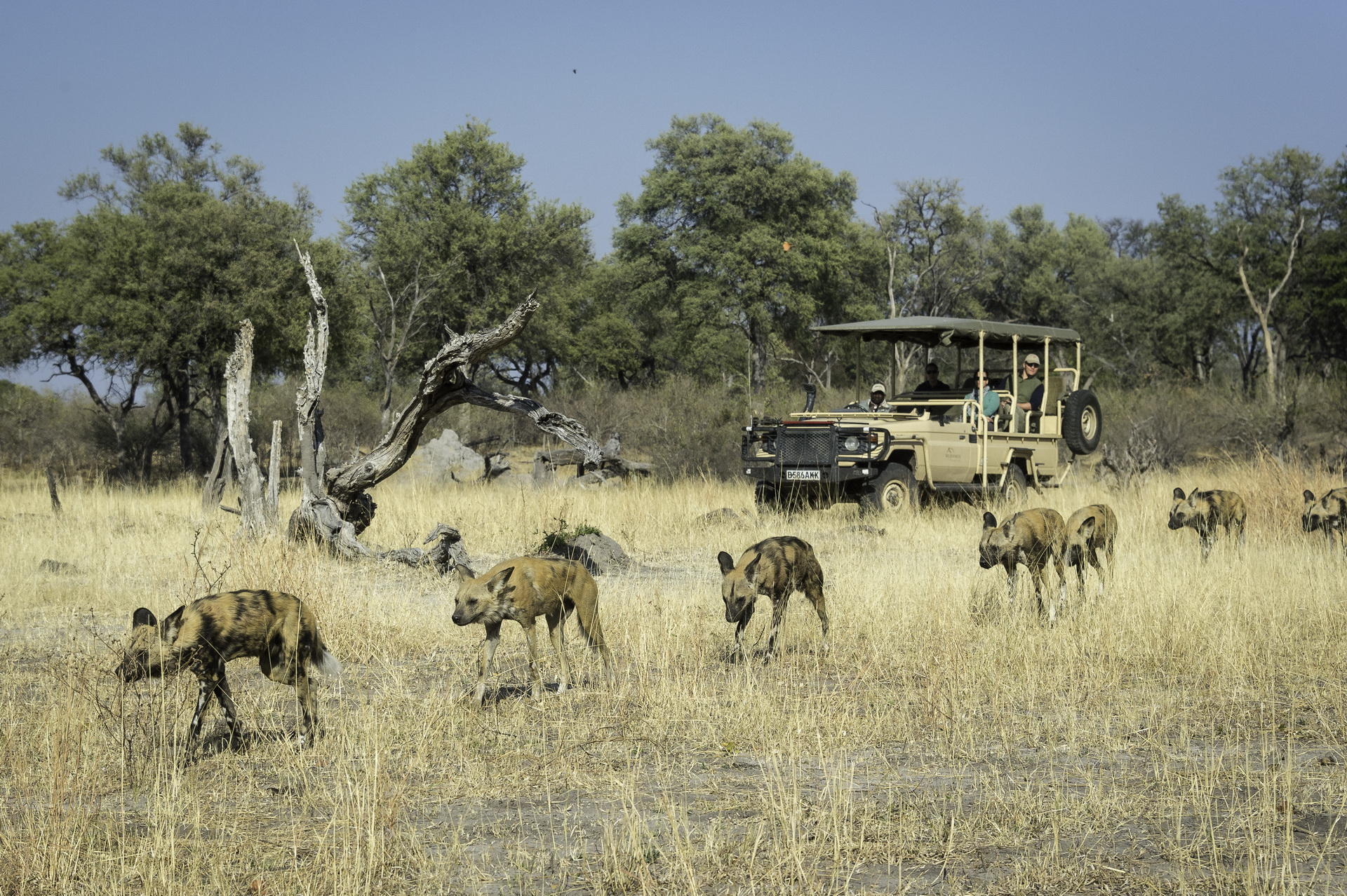 Wilderness Linyanti Tented Camp
