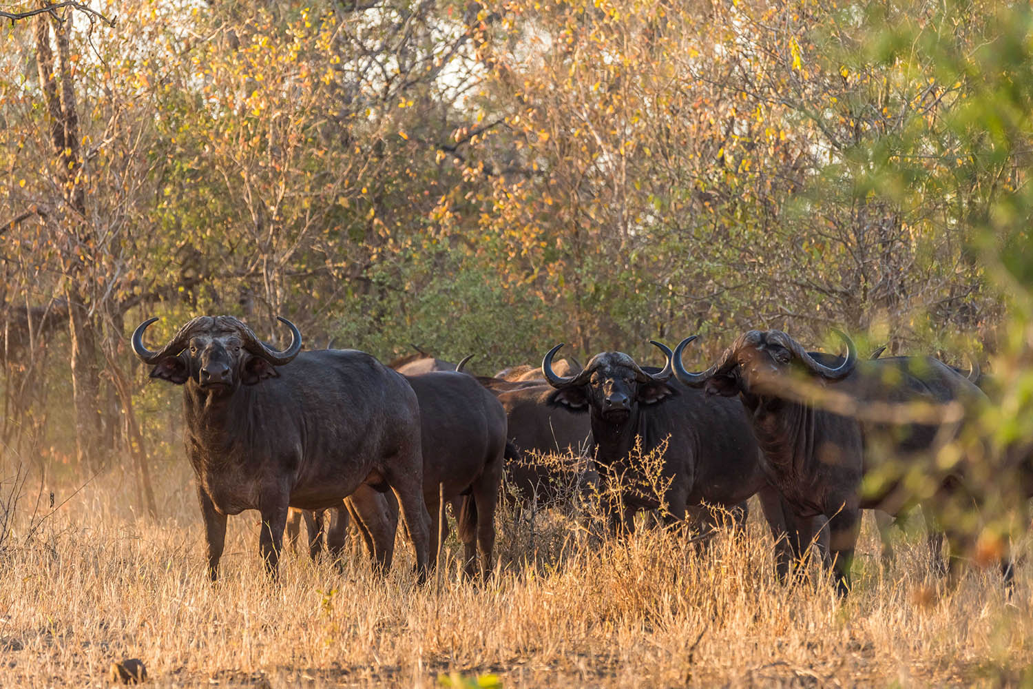Thawale