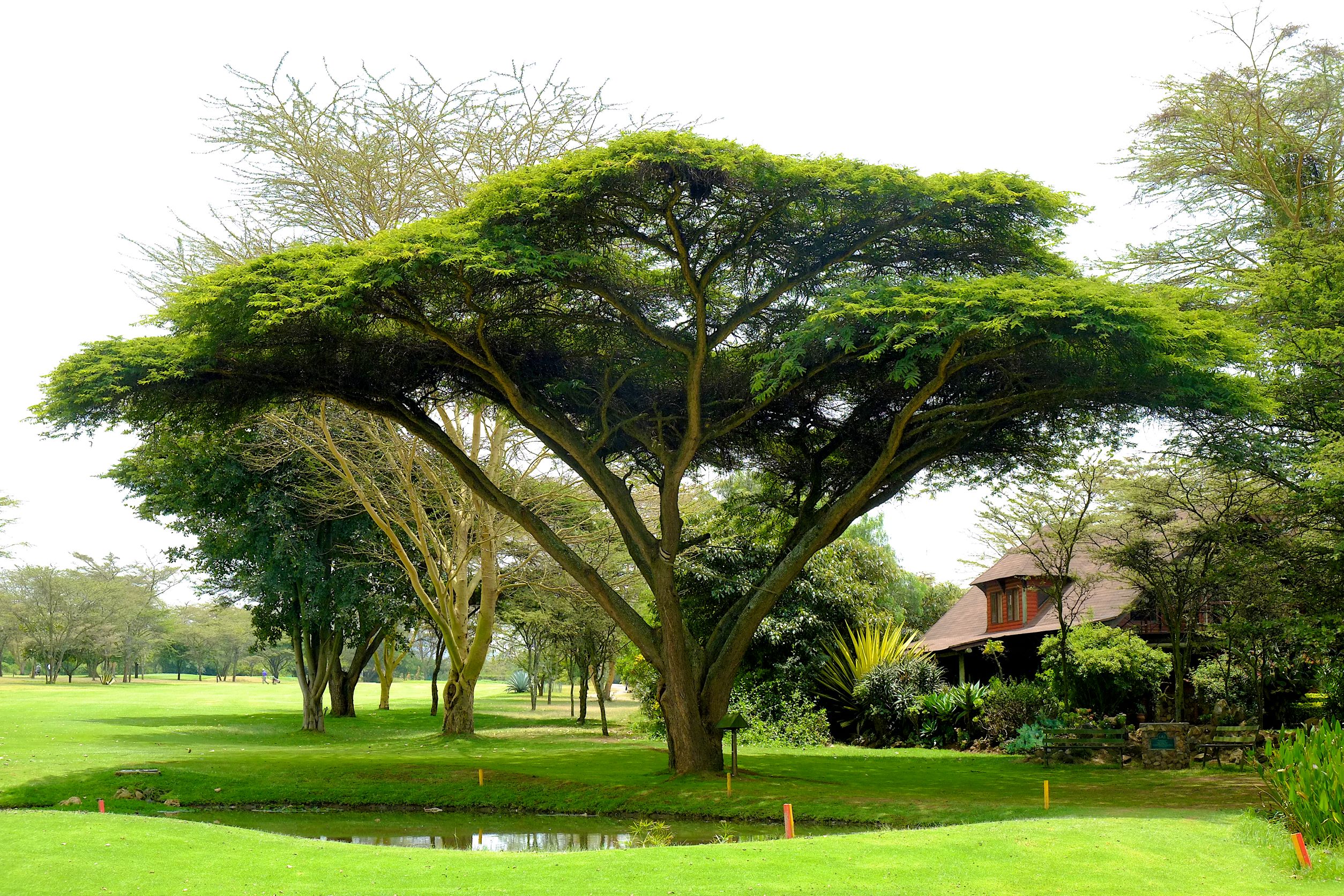 Lake Naivasha