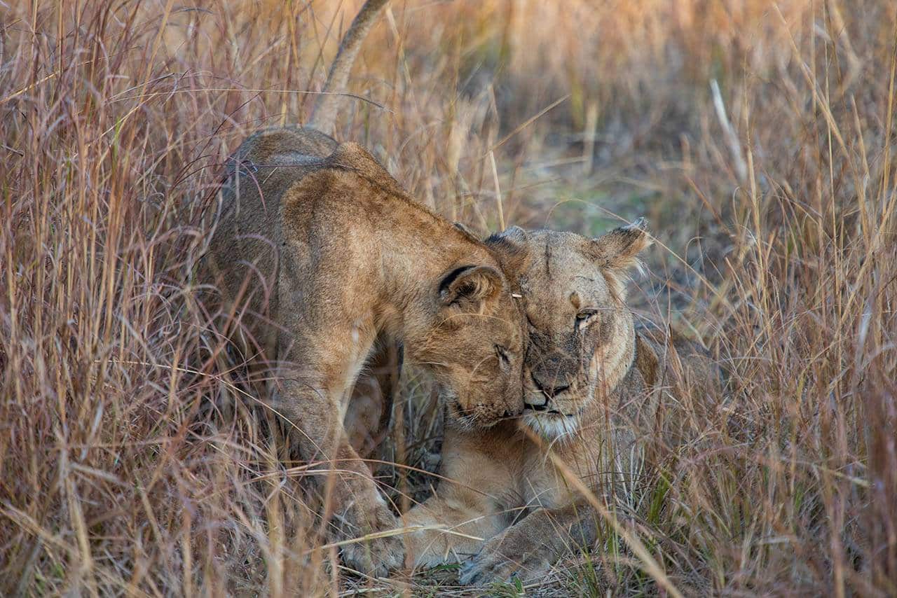 <p><strong>Kafue Wildlife</strong></p> <p>The breeding herds of elephant have settled down and the large predators are back in numbers. Among them several prides of lion, cheetah and leopard. Also packs of the endangered wild dog regularly pay a visit. Other animals that you are likely to encounter are buffalo, zebra, hippo and various antelope species like impala, puku, sable, hartebeest, bushbuck, roan and waterbuck.</p> <p><strong>Kafue Birds</strong></p> <p>The diversity of habitat makes Kafue National Park also one of the best locations in Africa for birding. The Kafue River, wetlands, savannah and woodland boast an impressive 478 of Zambia’s 733-recorded bird species. Among them African Wattled and Crowned Crane, Fish Eagle, Woolly-Necked Stork, Saddle Billed Stork, Goliath Heron, Ground Hornbill, African Fin Foot, Pel’s Owl, Purple-Crested Lourie and Chaplin’s Barbet amongst others.</p>