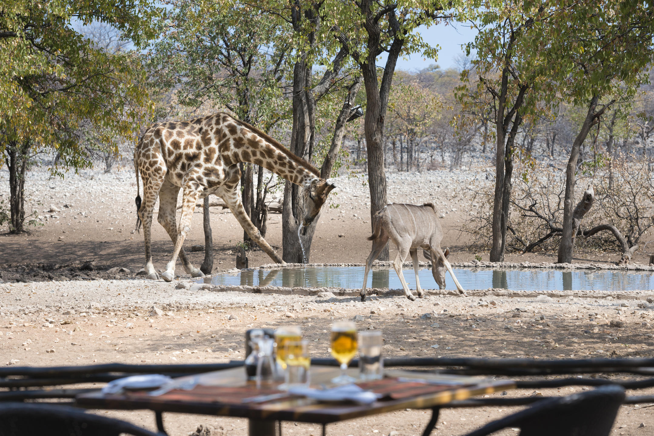 Ongava Tented Camp 7